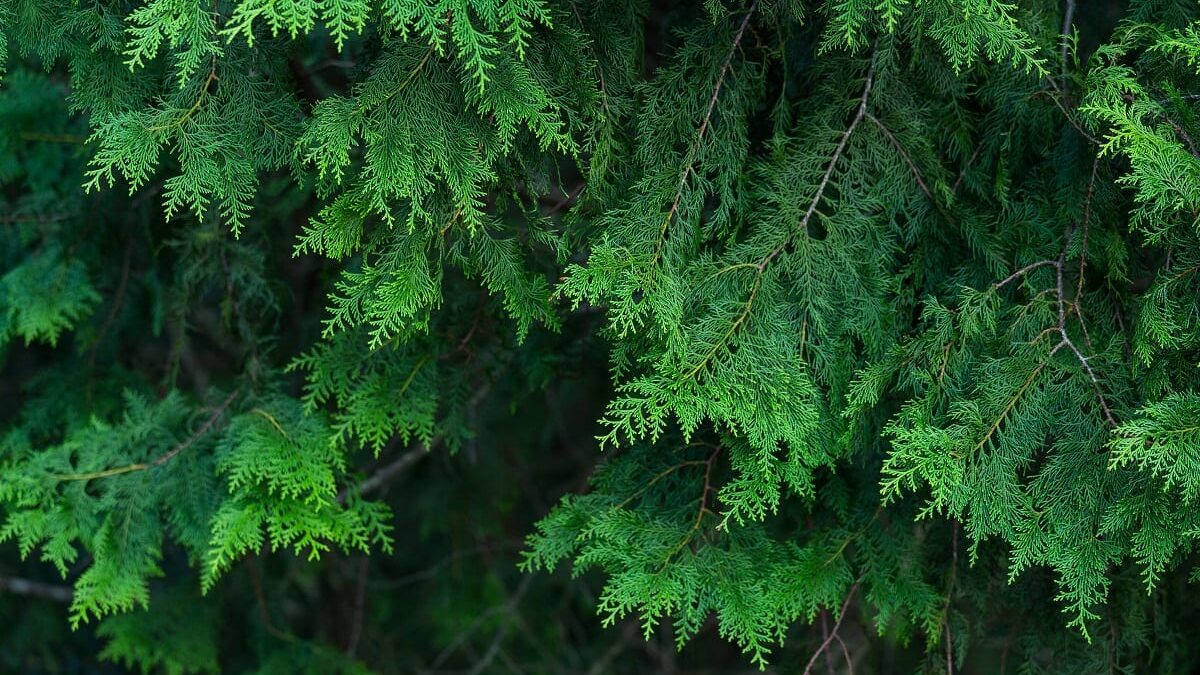 conifères dans un jardin