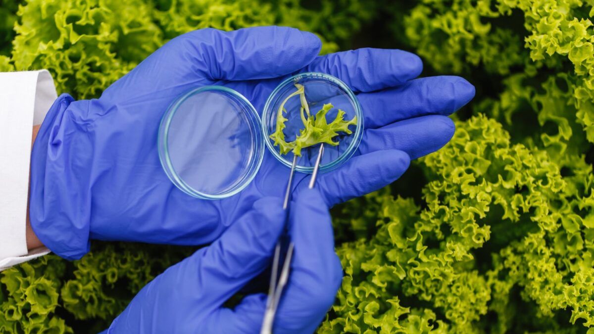 dosage glyphosate