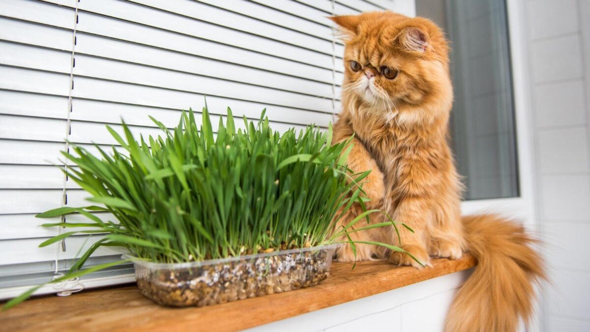 répulsif naturel pour chat
