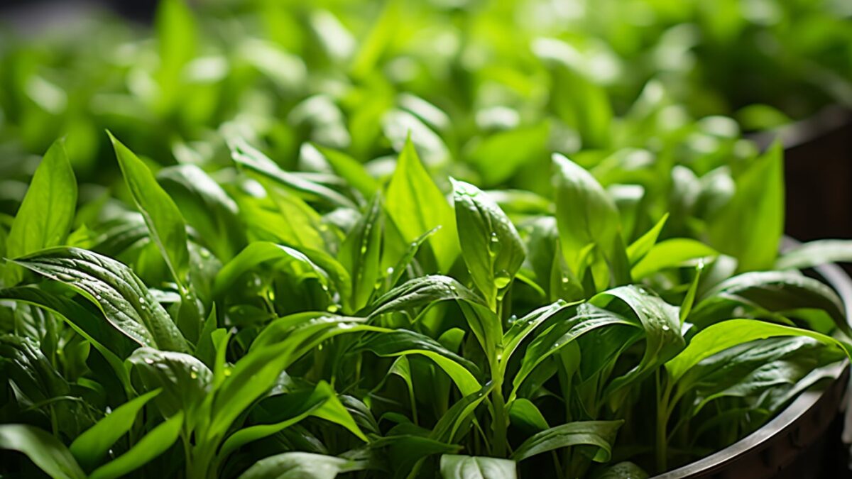 L&rsquo;herbe à taupes : une plante aux propriétés surprenantes