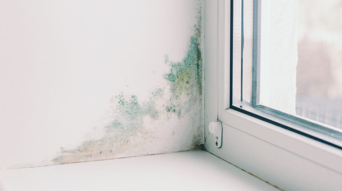 slope near the window fungus moisture selective f 2026 03 26 23 27 57 utc